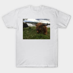 Scottish Highland Cattle Bulls 2038 T-Shirt